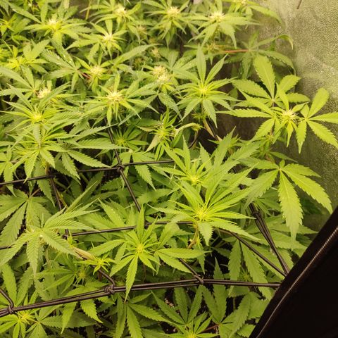 Lemon Cherry Gelato #1 growlog timeline photo