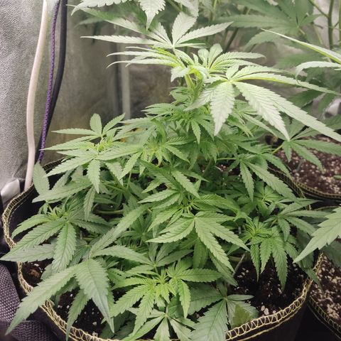 Lemon Cherry Gelato #2 growlog timeline photo