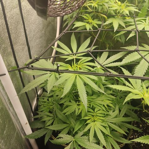 Lemon Cherry Gelato #2 growlog timeline photo