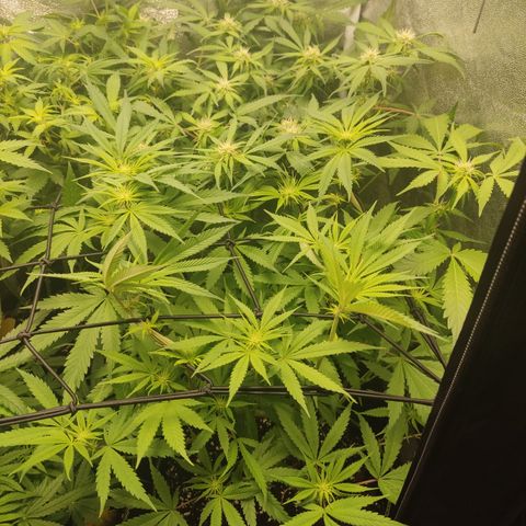 Lemon Cherry Gelato #1 growlog timeline photo