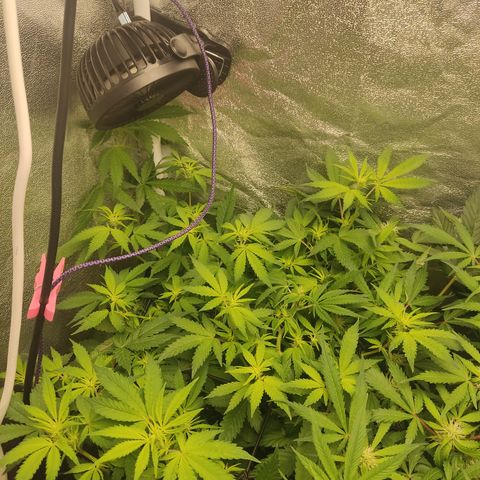 LSD Auto growlog timeline photo