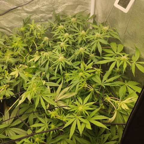 Lemon Cherry Gelato #1 growlog timeline photo