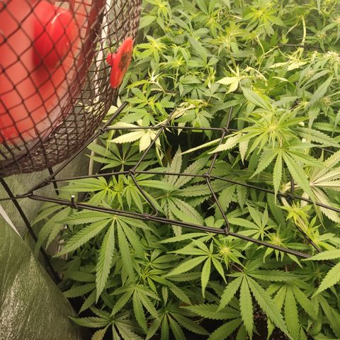 Lemon Cherry Gelato #2 growlog timeline photo