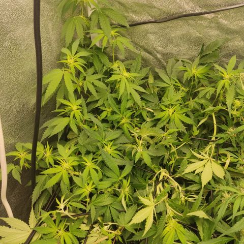 LSD Auto growlog timeline photo