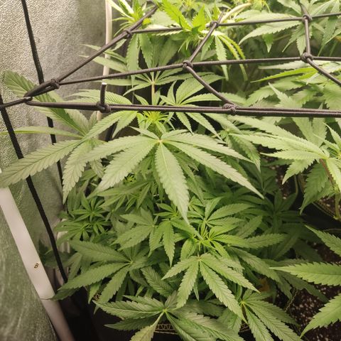 Lemon Cherry Gelato #2 growlog timeline photo