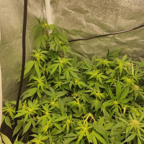 LSD Auto growlog timeline photo