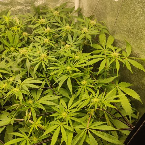Lemon Cherry Gelato #1 growlog timeline photo