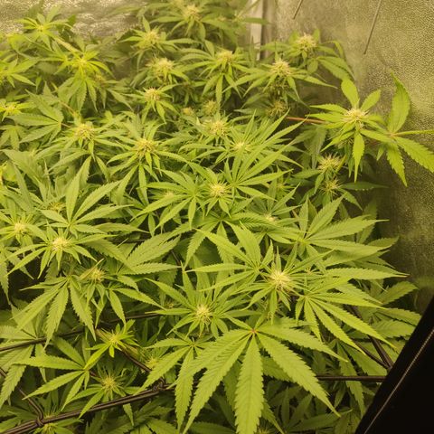 Lemon Cherry Gelato #1 growlog timeline photo