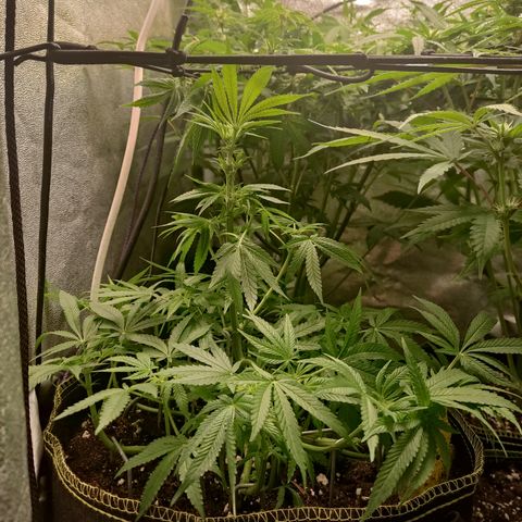 Lemon Cherry Gelato #2 growlog timeline photo