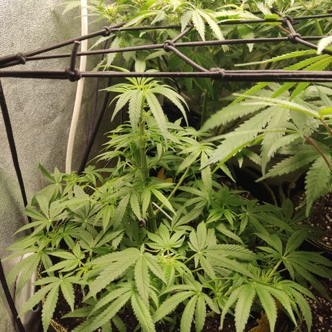 Lemon Cherry Gelato #2 growlog timeline photo