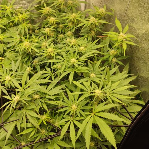 Lemon Cherry Gelato #1 growlog timeline photo