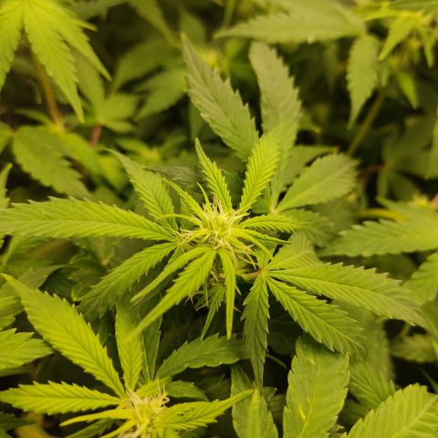 LSD Auto growlog timeline photo