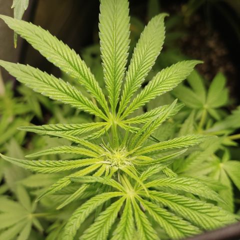 Lemon Cherry Gelato #2 growlog timeline photo