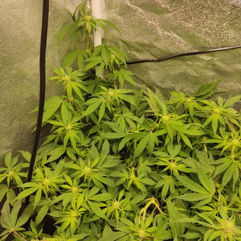 LSD Auto growlog timeline photo