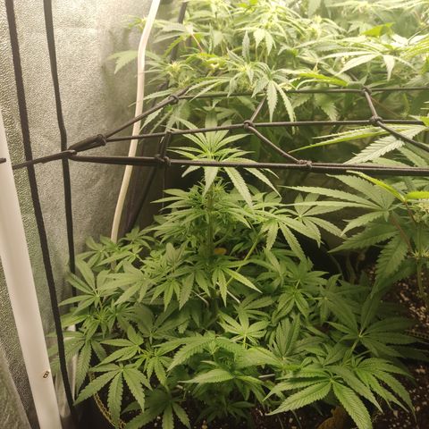 Lemon Cherry Gelato #2 growlog timeline photo