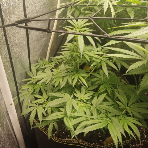 Lemon Cherry Gelato #2 growlog timeline photo