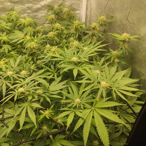 Lemon Cherry Gelato #1 growlog timeline photo