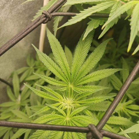 Lemon Cherry Gelato #2 growlog timeline photo