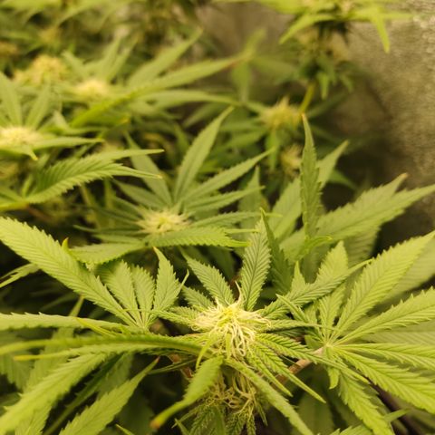 Lemon Cherry Gelato #1 growlog timeline photo