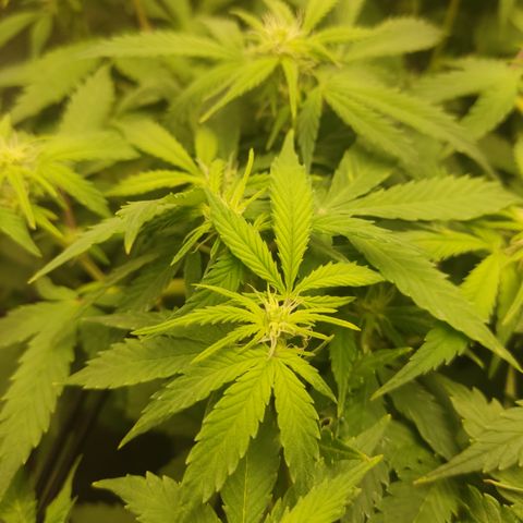 LSD Auto growlog timeline photo