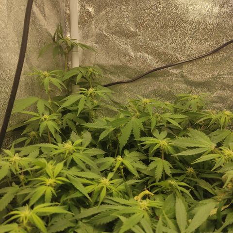 LSD Auto growlog timeline photo