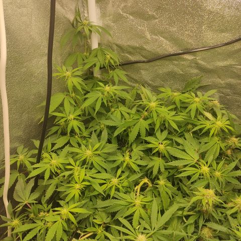 LSD Auto growlog timeline photo