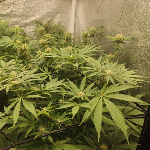 Lemon Cherry Gelato #1 growlog timeline photo