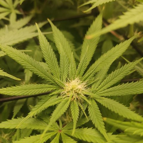Lemon Cherry Gelato #1 growlog timeline photo