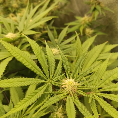 Lemon Cherry Gelato #1 growlog timeline photo
