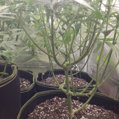 Lemon Cherry Gelato #1 growlog timeline photo