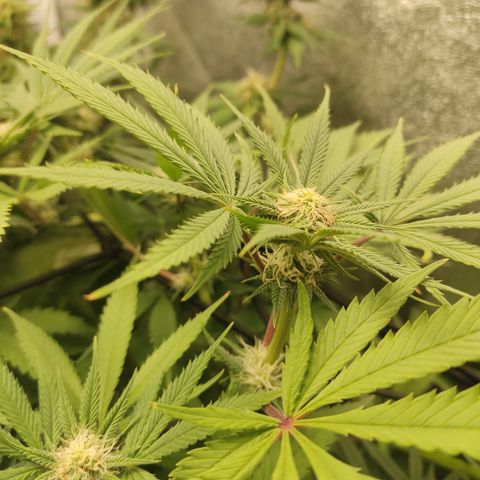Lemon Cherry Gelato #1 growlog timeline photo