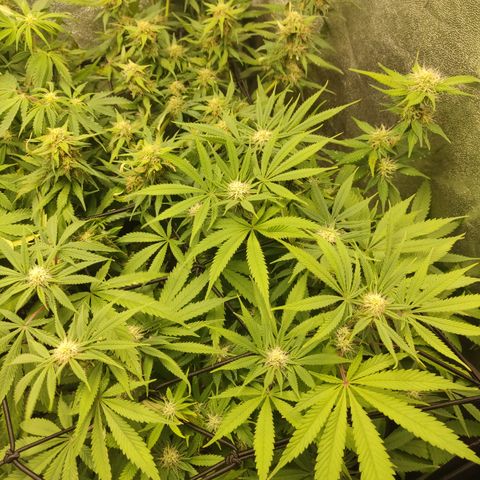 Lemon Cherry Gelato #1 growlog timeline photo