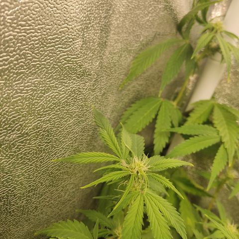 LSD Auto growlog timeline photo