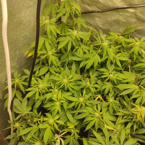 LSD Auto growlog timeline photo