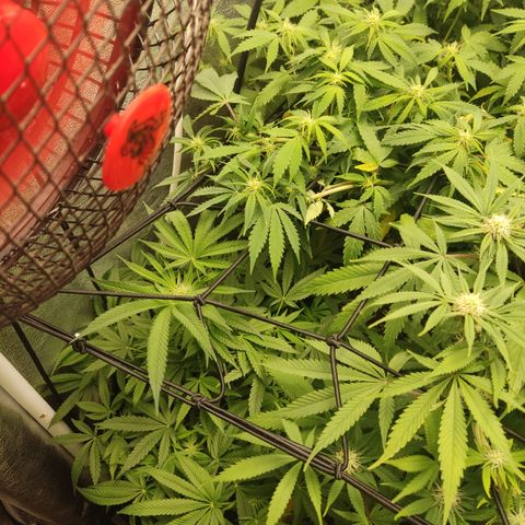 Lemon Cherry Gelato #2 growlog timeline photo