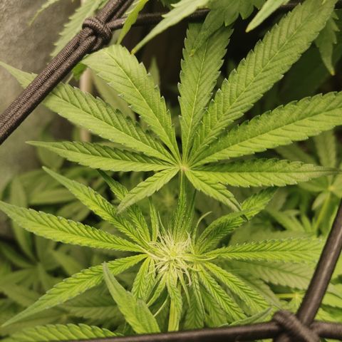 Lemon Cherry Gelato #2 growlog timeline photo