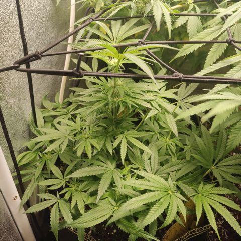 Lemon Cherry Gelato #2 growlog timeline photo