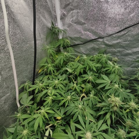 LSD Auto growlog timeline photo