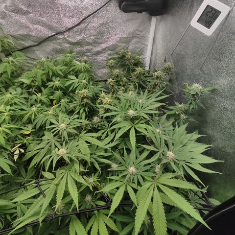 Lemon Cherry Gelato #1 growlog timeline photo