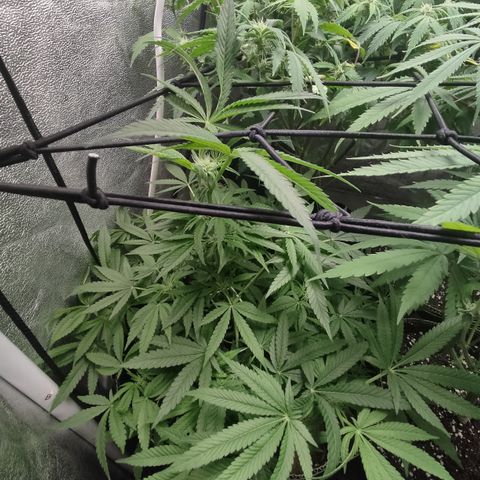 Lemon Cherry Gelato #2 growlog timeline photo