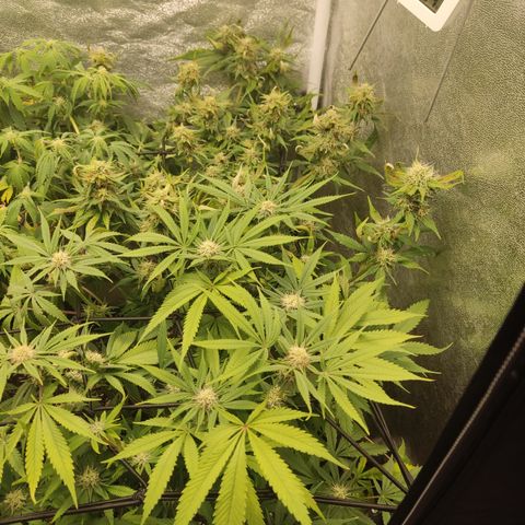 Lemon Cherry Gelato #1 growlog timeline photo