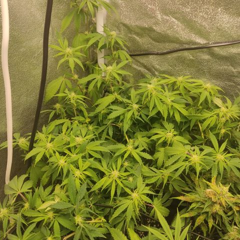 LSD Auto growlog timeline photo