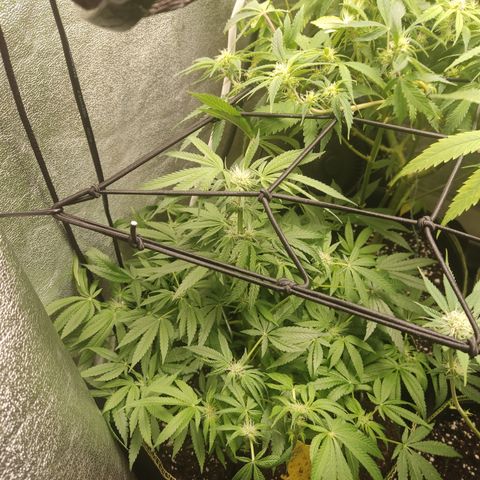 Lemon Cherry Gelato #2 growlog timeline photo