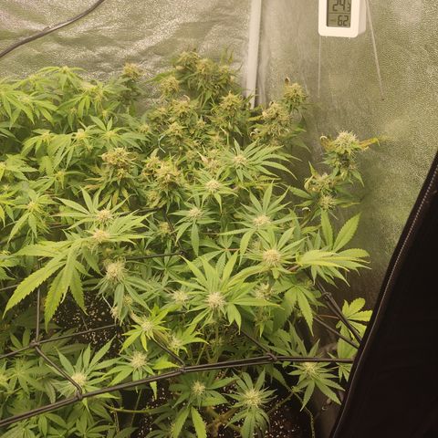Lemon Cherry Gelato #1 growlog timeline photo