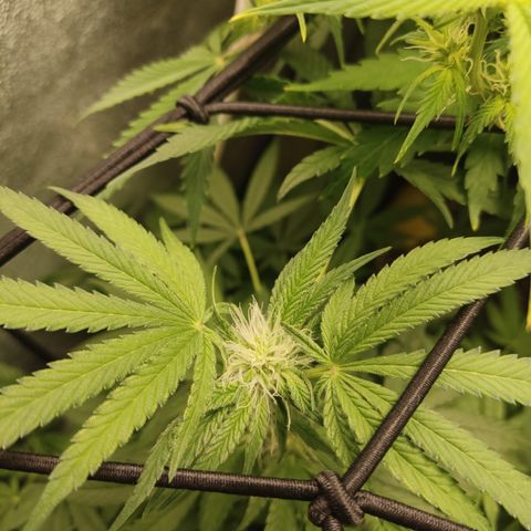 Lemon Cherry Gelato #2 growlog timeline photo