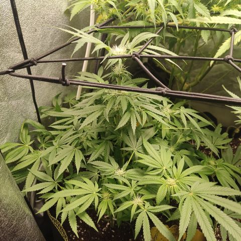 Lemon Cherry Gelato #2 growlog timeline photo