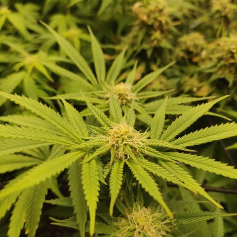 Lemon Cherry Gelato #1 growlog timeline photo