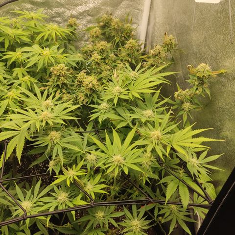 Lemon Cherry Gelato #1 growlog timeline photo