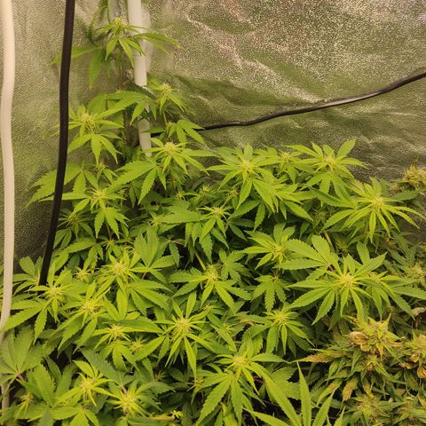 LSD Auto growlog timeline photo
