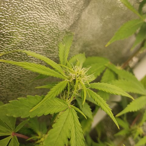 LSD Auto growlog timeline photo